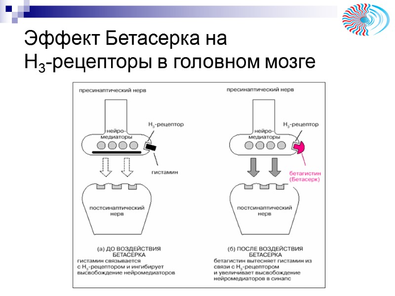 Эффект Бетасерка на Н3-рецепторы в головном мозге Эффект Бетасерка на Н3-рецепторы в головном мозге